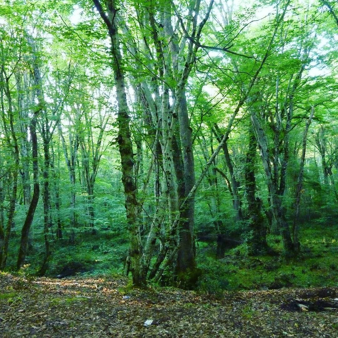 İğneada Longoz Ormanları Milli Park 3