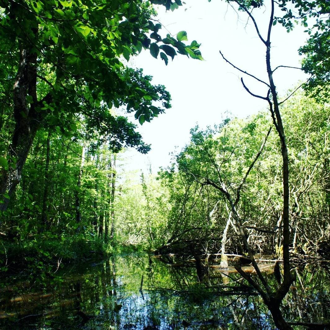 İğneada Longoz Ormanları Milli Park 4